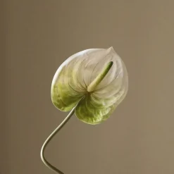 Anthurium Flower