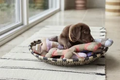 Ashi Hundelegetøj - Stor