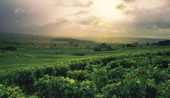 Champagne - Wine of Kings and the King of Wines