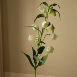 Chinese Lantern Lily Flowers