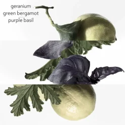 **EAU DE BASILIC POURPRE NATURAL SP