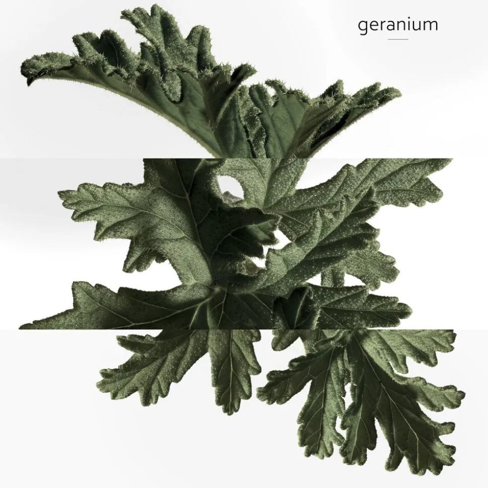 **EAU DE BASILIC POURPRE NATURAL SP