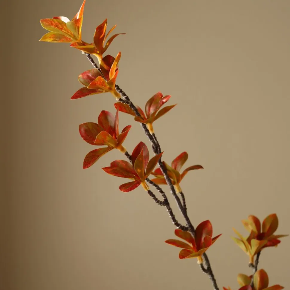 Enkianthus Perulatus Leaves