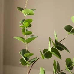 Eucalyptus Three Leaves