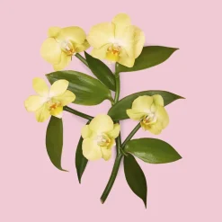 Flora Gorgeous Orchid Eau de parfum