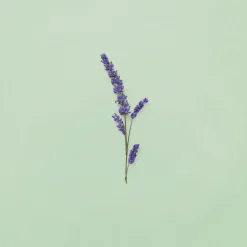 Gucci Guilty Pour Homme Eau de Toilette