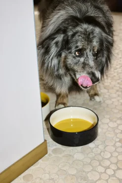 HAY Dogs Bowl-Large-Yellow, blue