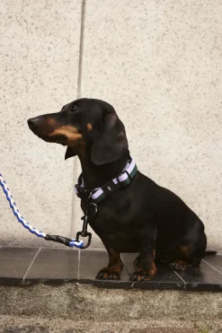 HAY Dogs Leash-Braided-Blue, off-wh