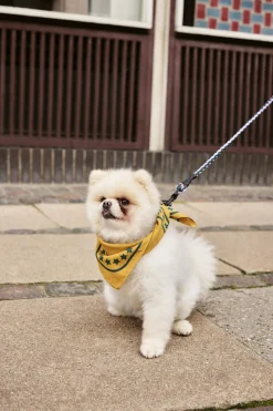 HAY Dogs Scarf-55 x 55-Ochre