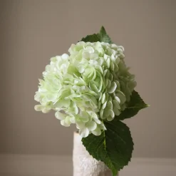 Hydrangea Flower