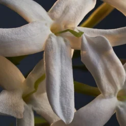 Lady Million Deodorant spray 150 ml