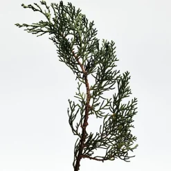 LOEWE 001 Man Eau de Parfum