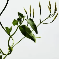 LOEWE 001 Woman Eau de Parfum