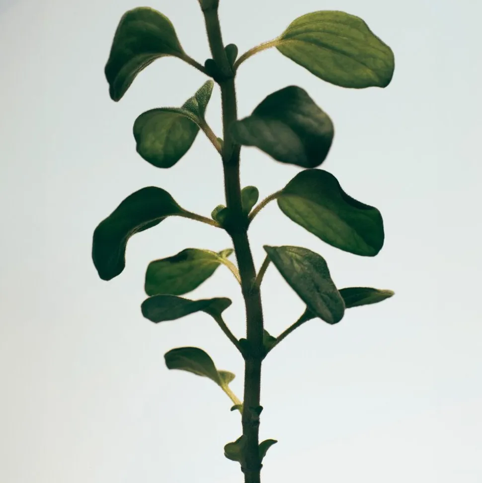 LOEWE Oregano Soap Bar