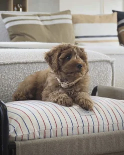 Milo Hundeseng - Medium