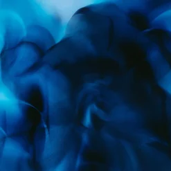 Night Veils Casablanca Lily