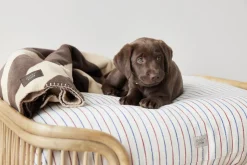 Otte Hundeseng - Medium