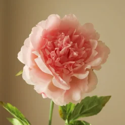 Peony Flower