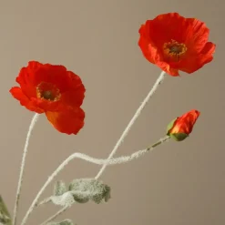 Poppy Flower