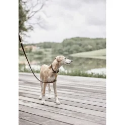 Robin Hundehalsbånd - Lille