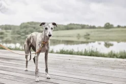 Robin Hundehalsbånd - Medium