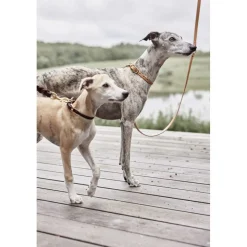 Robin Hundehalsbånd - Medium