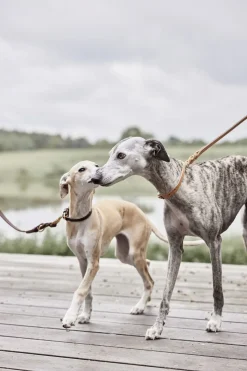 Robin Hundesnor - M/L