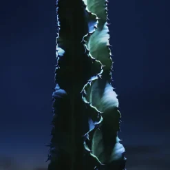 Sauvage The Toner Face Toner Lotion with Cactus Extract