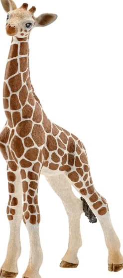 Sch Giraffe calf