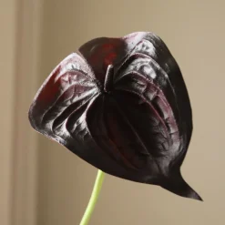 Small Anthurium Flower