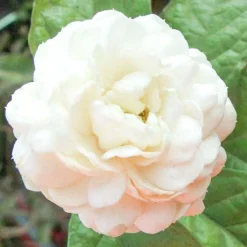 Solid parfume - Jasmine Sambac No. 19