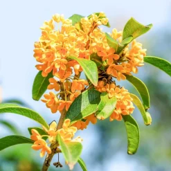 Solid parfume - Osmanthus No. 30